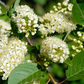 Chokecherry